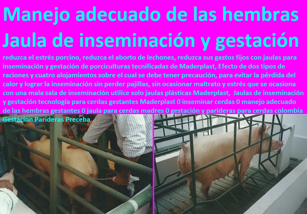 Jaulas de inseminación y gestación tecnología para cerdas gestantes Maderplast 0 inseminar cerdas 0 manejo adecuado de las hembras gestantes 0 jaula para cerdas madres 0 gestación y parideras para cerdas colombia Gestacion Parideras Preceba Jaulas de inseminación y gestación tecnología para cerdas gestantes lechonera, destete, jaula pre ceba porcinos, corraleja, ceba, engorde cerdos, porqueriza cría de lechones, pisos jaulas comederos, porcicultura jaulas, corrales, parideras, porcinas corral, gestación cerdas, parto cerda, Maderplast 0 inseminar cerdas 0 manejo adecuado de las hembras gestantes 0 jaula para cerdas madres 0 gestación y parideras para cerdas colombia Gestacion Parideras Preceba